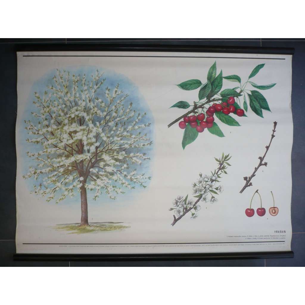 Třešeň - strom - přírodopis - školní plakát, výukový obraz