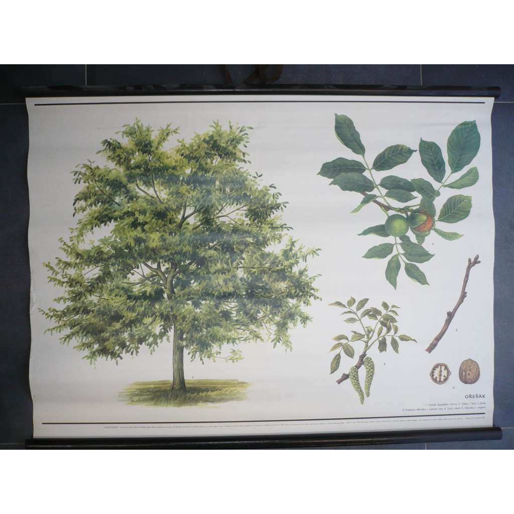 Ořešák - strom - přírodopis - školní plakát, výukový obraz