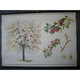 Jabloň - strom - přírodopis - školní plakát, výukový obraz