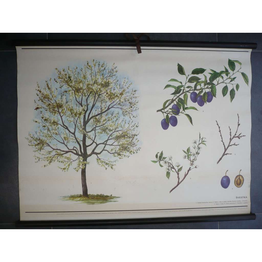 Švestka - strom - přírodopis - školní plakát, výukový obraz