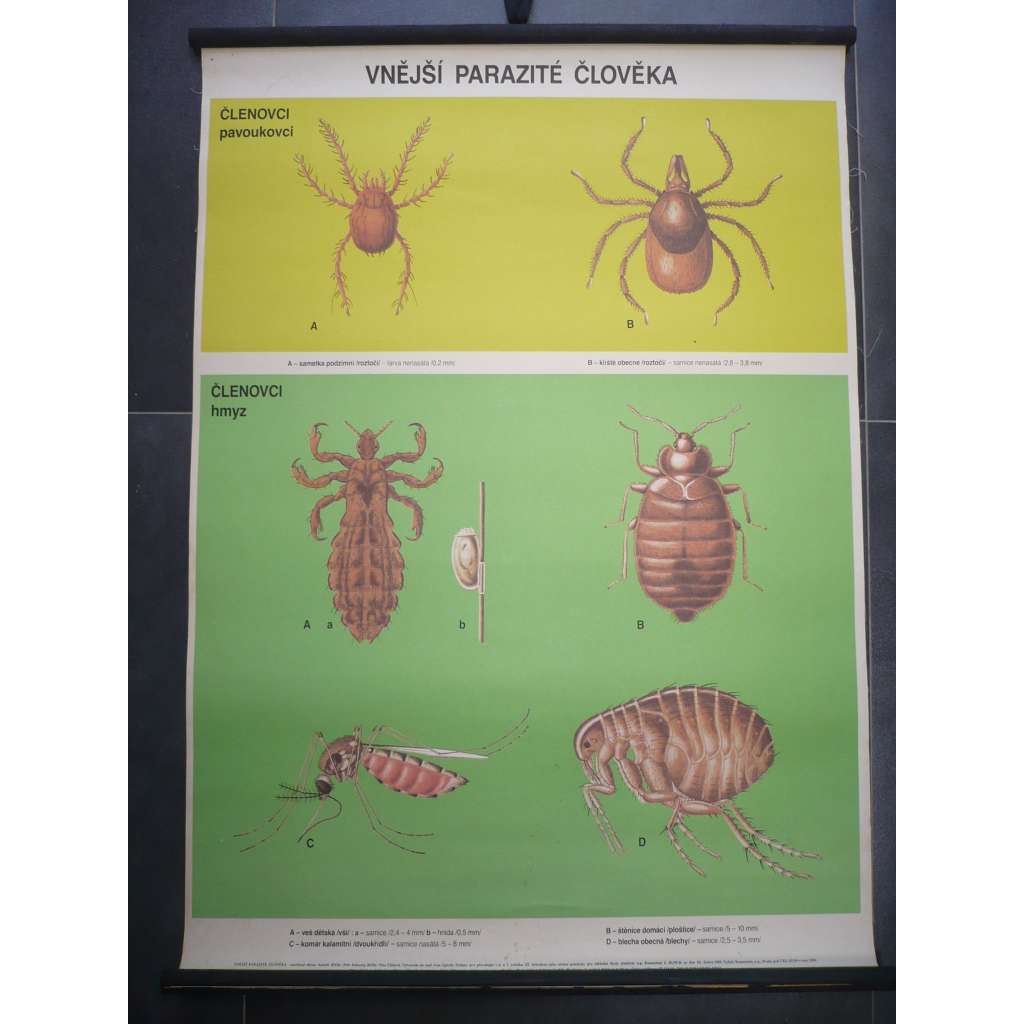 Vnější parazité člověka - veš, komár, štěnice, klíště, blecha, hmyz - přírodopis - školní plakát, výukový obraz