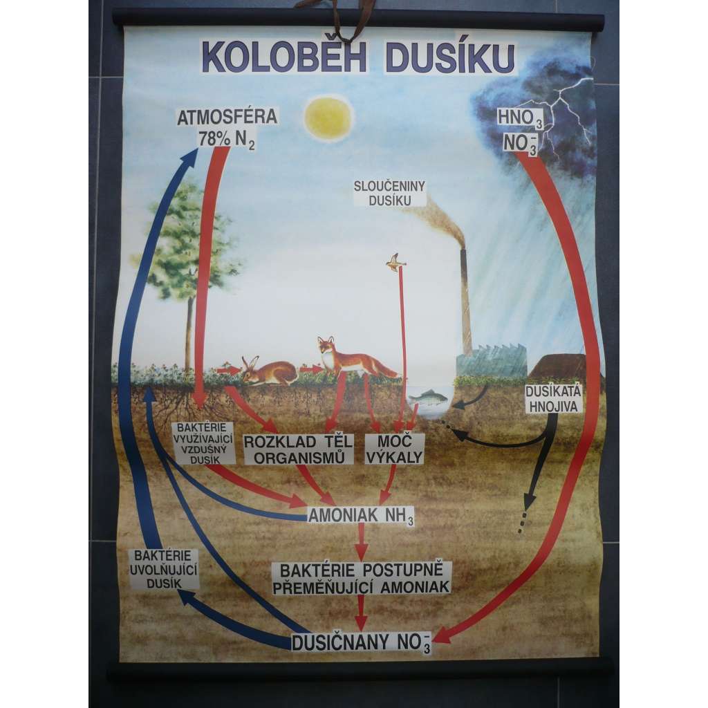 Koloběh dusíku - přírodopis - školní plakát, výukový obraz