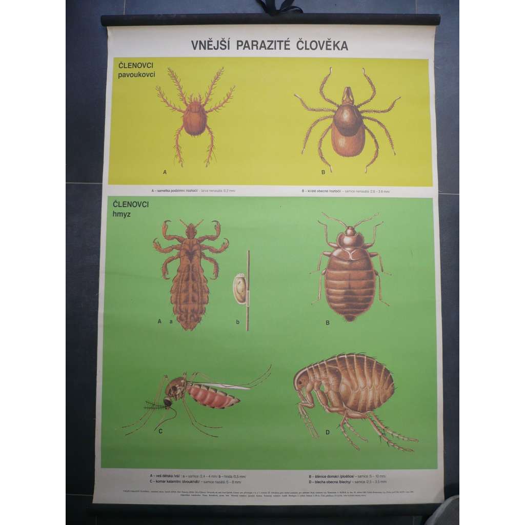 Vnější parazité člověka - veš, komár, štěnice, klíště, blecha, hmyz - přírodopis - školní plakát, výukový obraz