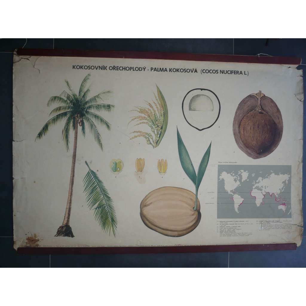 Kokosovník ořechoplodý, Palma kokosová - kokos - přírodopis - školní plakát, výukový obraz