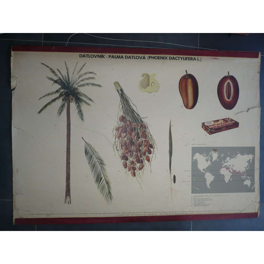 Datlovník - Palma datlová - datle - přírodopis - školní plakát, výukový obraz