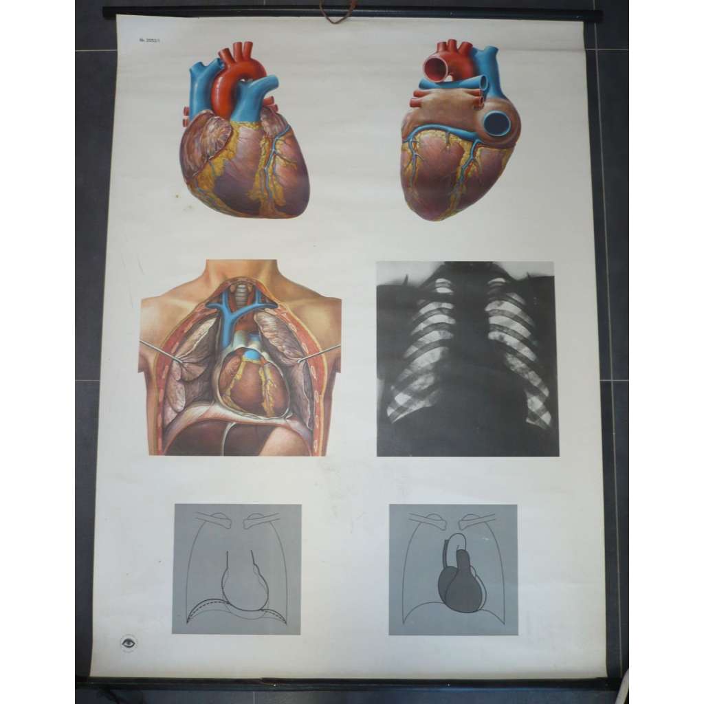 Srdce, svalový orgán oběhové soustavy - školní plakát, výukový obraz