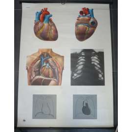 Srdce, svalový orgán oběhové soustavy - školní plakát, výukový obraz