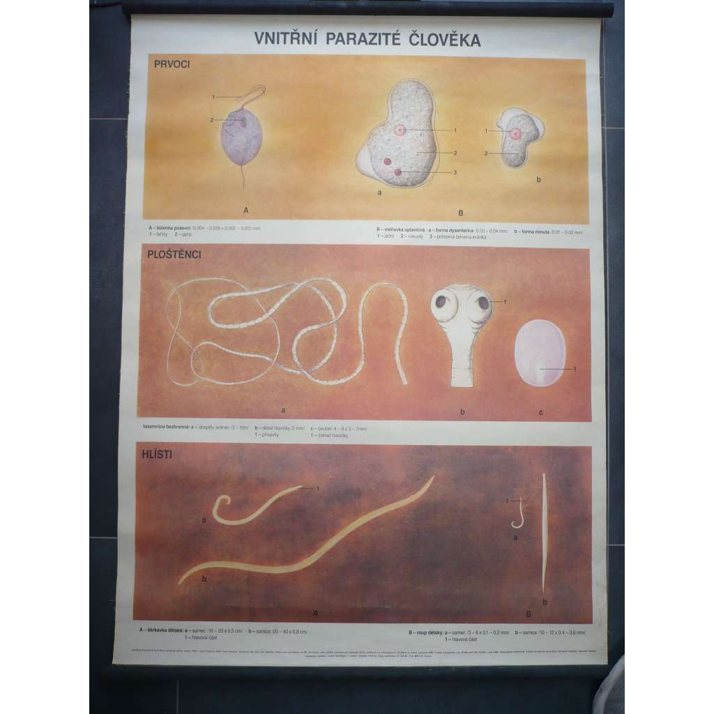 Vnitřní parazité člověka - přírodopis - školní plakát, výukový obraz (prvoci, ploštěnci, hlísti, škrkavka, tasemnice, roup, bičíkovci)