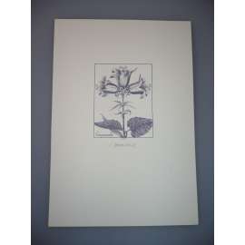 Josef Herčík (1922 - 1999) - Campanula - oceloryt, grafika, signováno