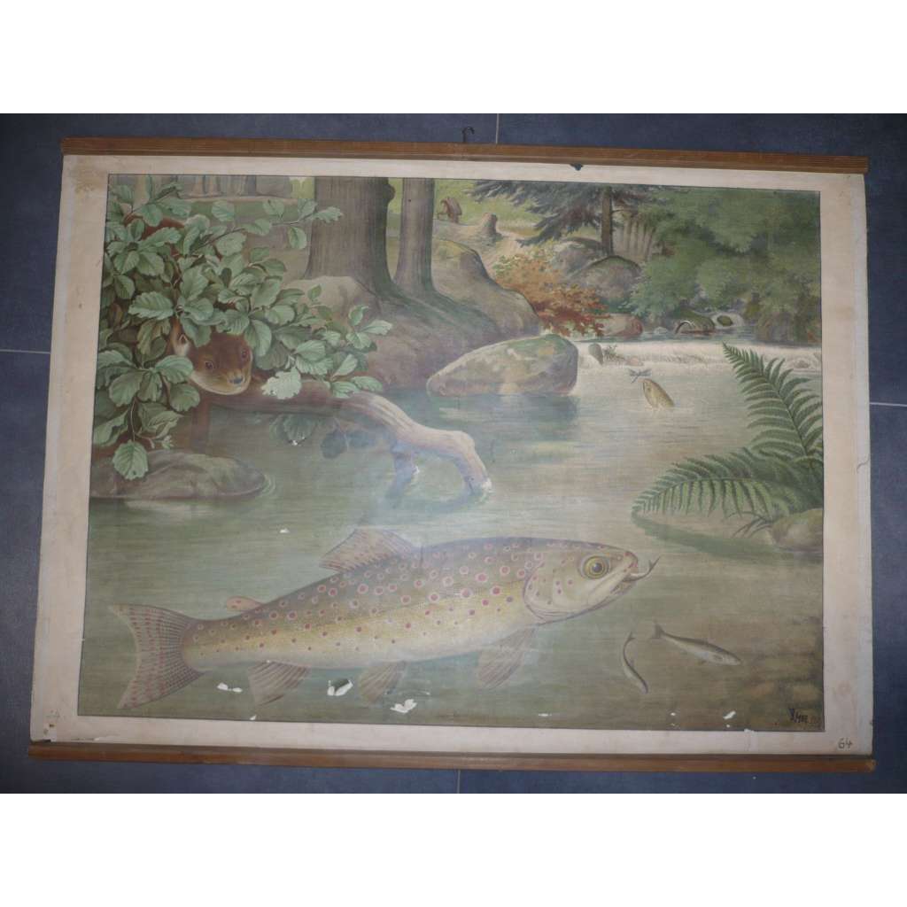 Řeka, voda, ryba, ryby, losos, vydra - přírodopis - školní plakát, výukový obraz