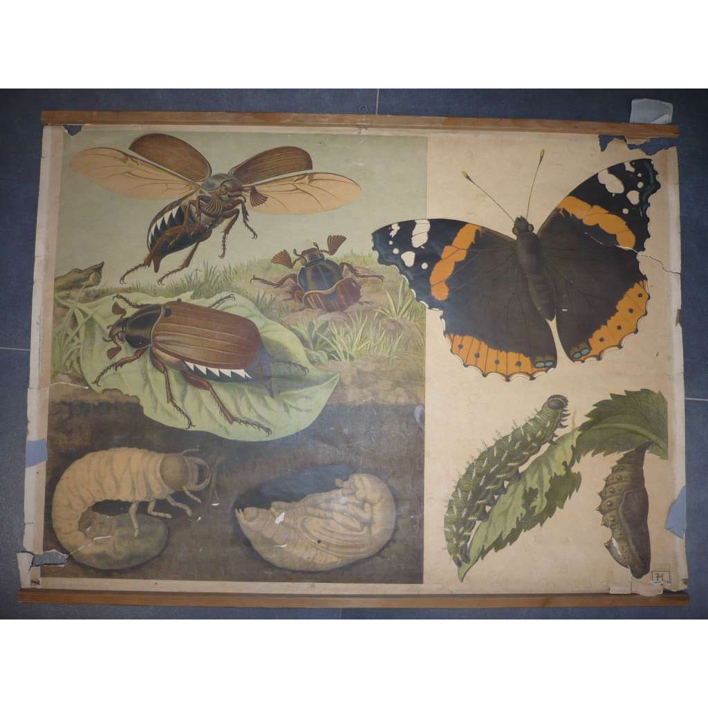 Motýl, motýli, housenka, larva, hmyz - přírodopis - školní plakát, výukový obraz
