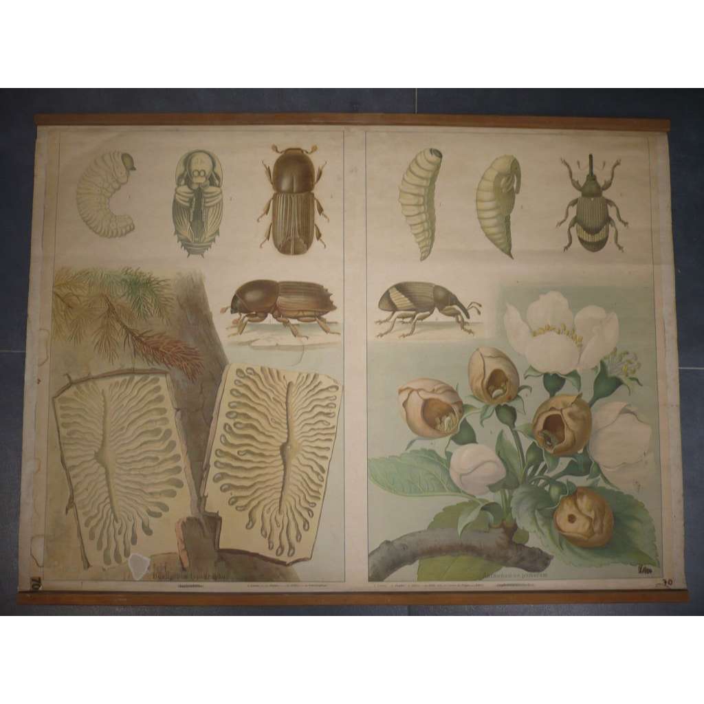Květopas jabloňový; Lýkožrout smrkový [brouci, brouk, škůdci, škůdce, stádium vývoje, larva] - přírodopis - školní plakát, výukový obraz