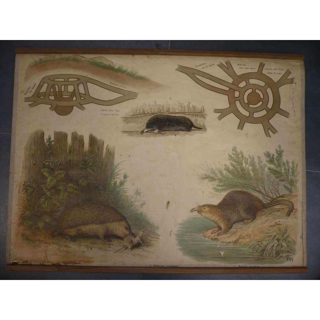 Krtek, ježek, Vychuchol povolžský - přírodopis - školní plakát, výukový obraz