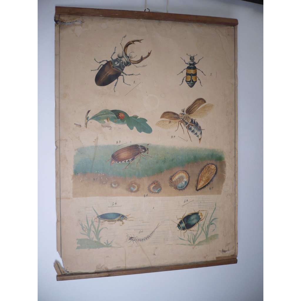 Brouci, brouk, hmyz - přírodopis - školní plakát, výukový obraz