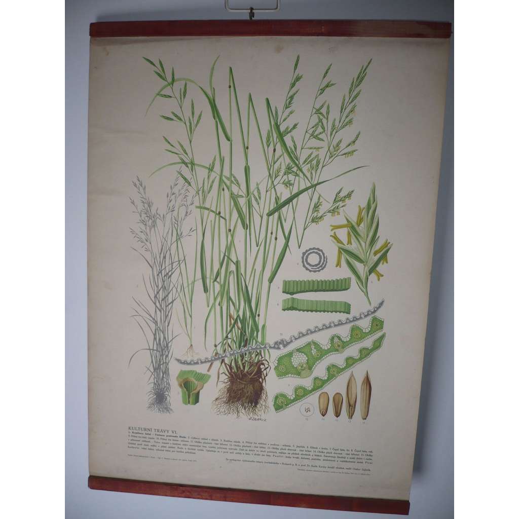Kulturní trávy VI. [kostřava luční] rostliny, byliny - přírodopis - školní plakát, výukový obraz