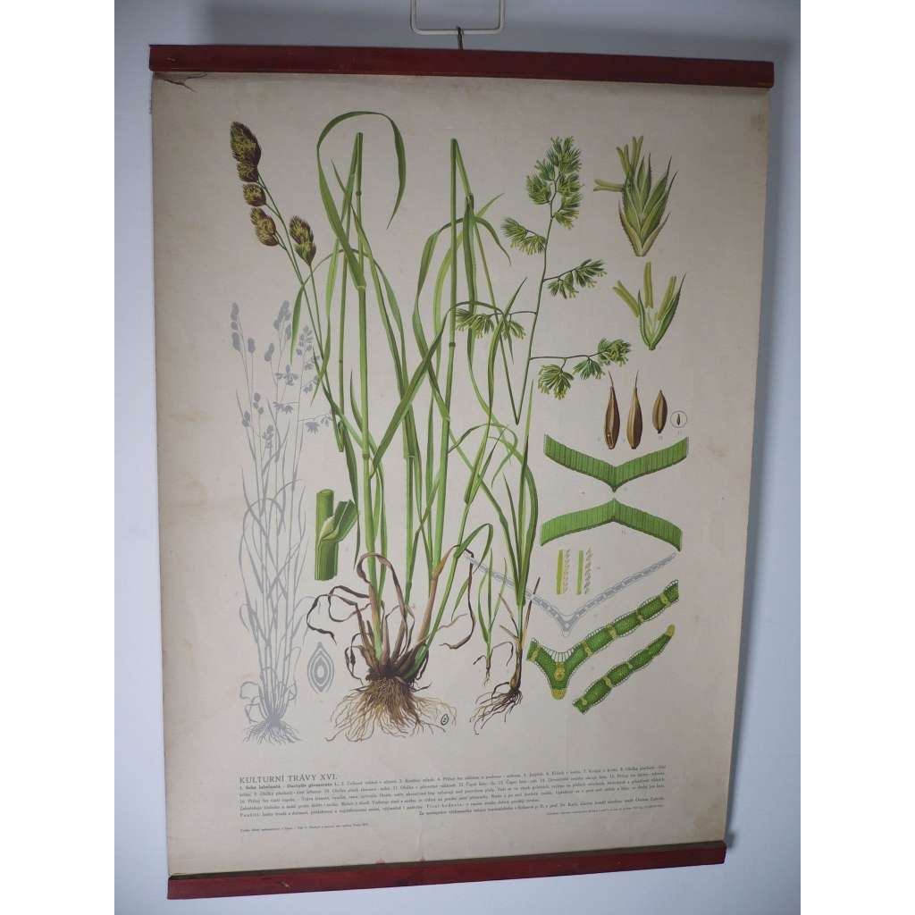Kulturní trávy XVI. [srha laločnatá] - rostliny, byliny - přírodopis - školní plakát, výukový obraz