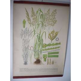 Kulturní trávy XII. [ovsík žlutavý, trojštět] - rostliny, byliny - přírodopis - školní plakát, výukový obraz