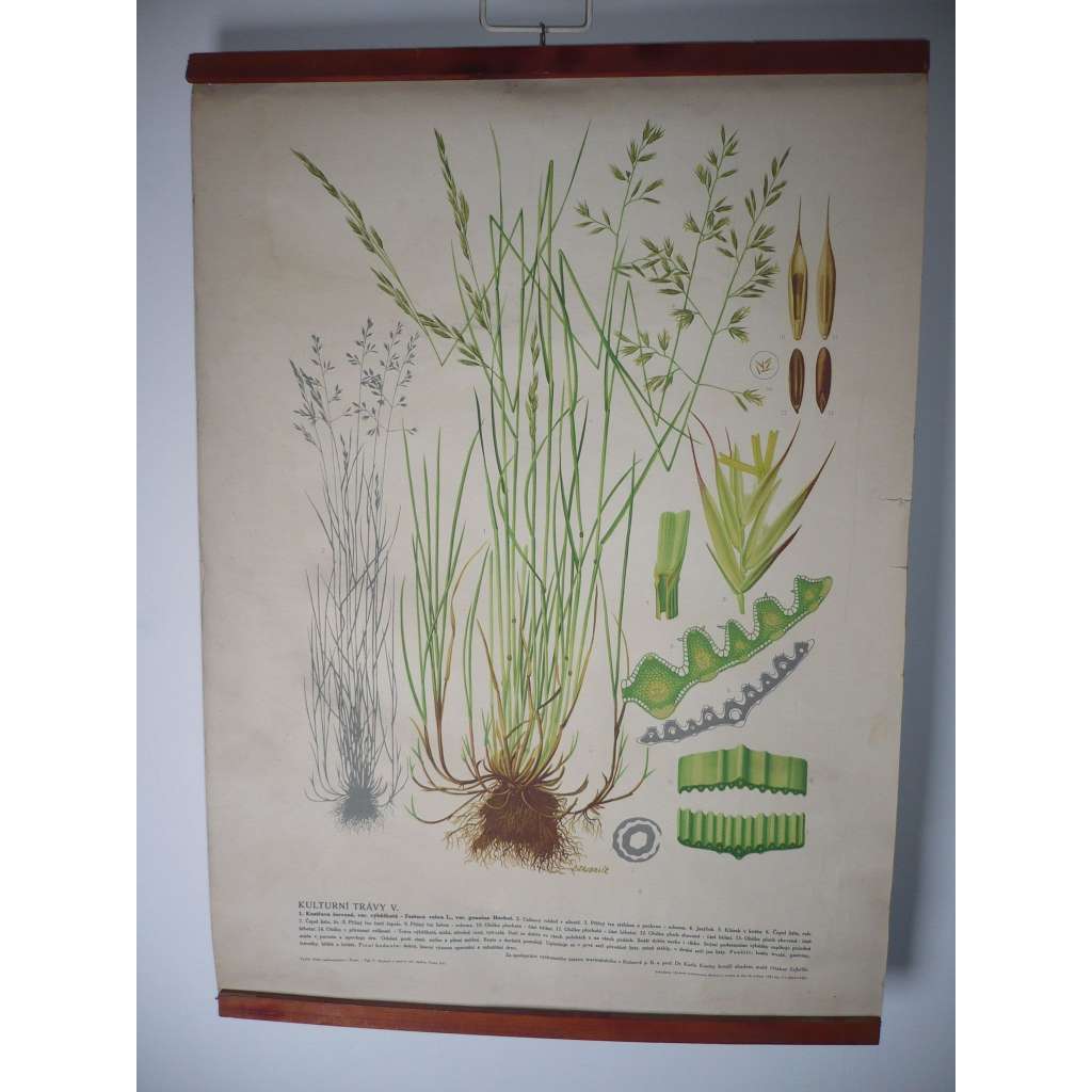 Kulturní trávy V. [kostřava červená] - rostliny, byliny - přírodopis - školní plakát, výukový obraz