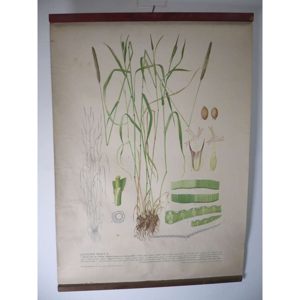 Kulturní trávy II. [bojínek luční] - rostliny, byliny - přírodopis - školní plakát, výukový obraz