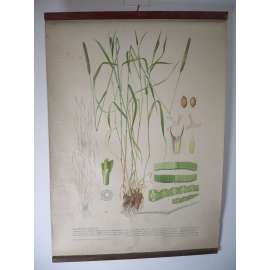 Kulturní trávy II. [bojínek luční] - rostliny, byliny - přírodopis - školní plakát, výukový obraz
