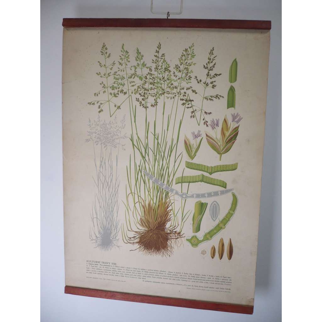 Kulturní trávy VII. [lipnice luční] rostliny, byliny - přírodopis - školní plakát, výukový obraz