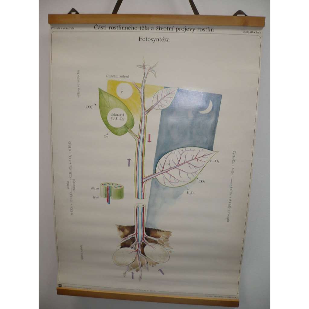 Fotosyntéza - Části rostlinného těla a životní projevy rostlin - přírodopis, botanika - školní plakát, výukový obraz