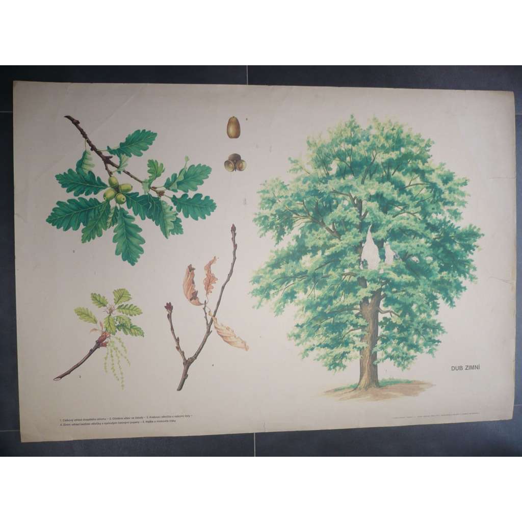 Dub zimní, strom - přírodopis - školní plakát, výukový obraz