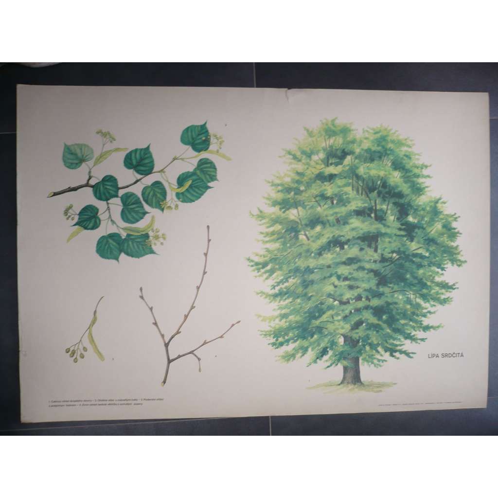 Lípa srdčitá, strom - přírodopis - školní plakát, výukový obraz