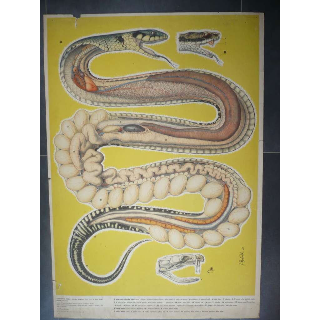 Anatomie hada, had - přírodopis - školní plakát, výukový obraz