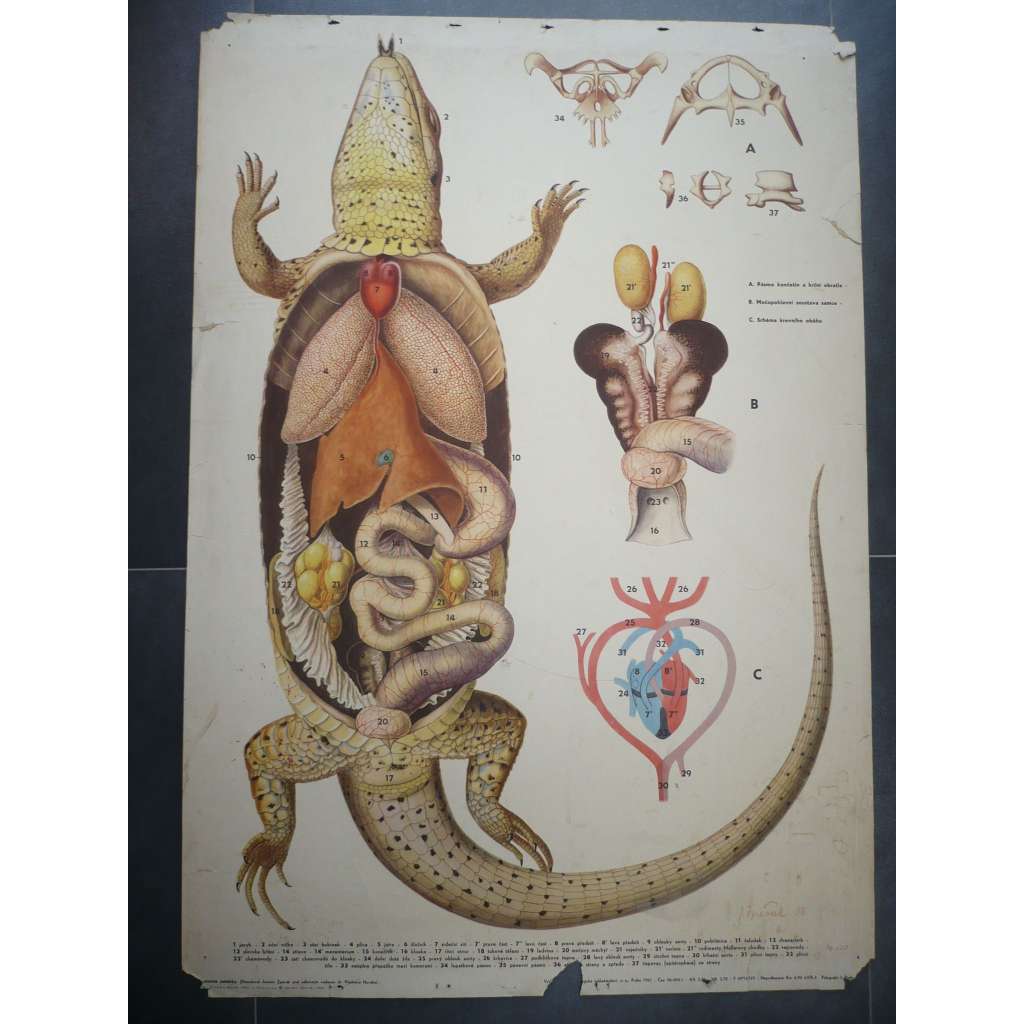 Anatomie ještěrky, ještěrka - přírodopis - školní plakát, výukový obraz