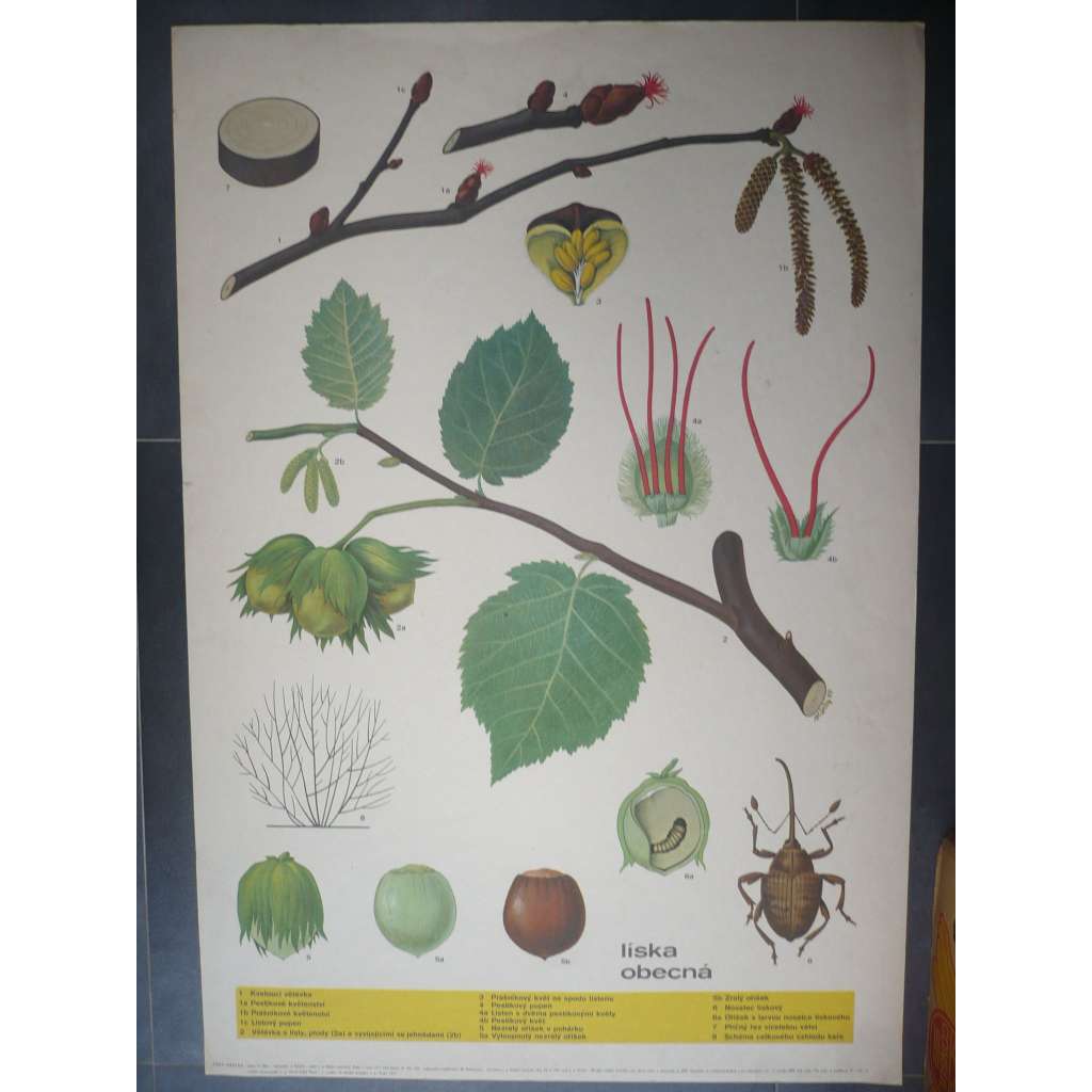 Líska obecná - přírodopis - školní plakát, výukový obraz