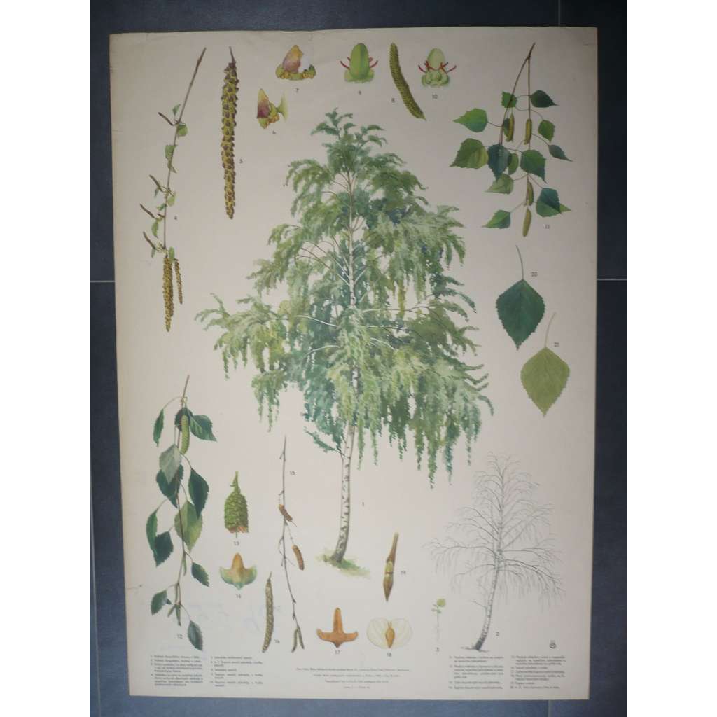 Bříza bělokorá [betula pendula], strom - přírodopis - školní plakát, výukový obraz
