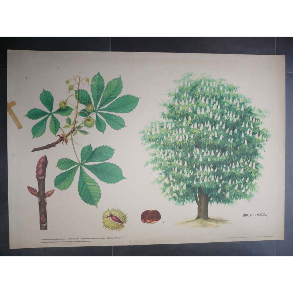 Jírovec maďal, kaštan, strom - přírodopis - školní plakát, výukový obraz