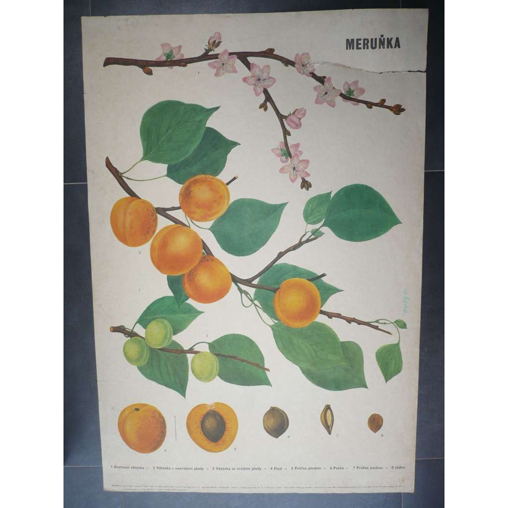 Meruňka, plod - přírodopis - školní plakát, výukový obraz