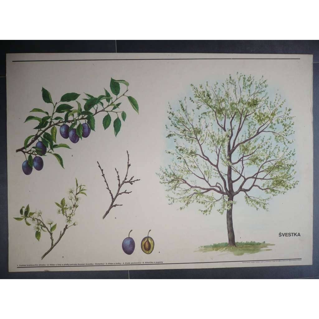 Švestka, strom - přírodopis - školní plakát, výukový obraz
