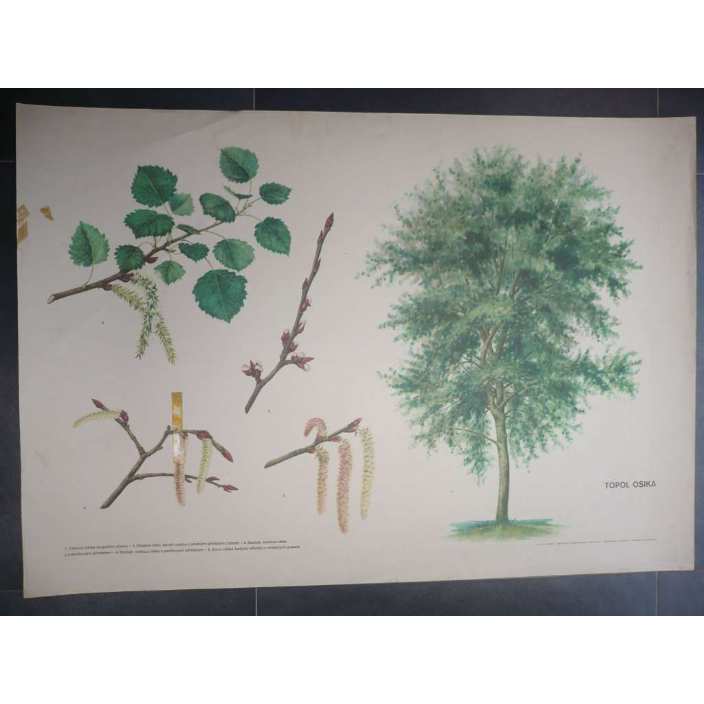 Topol Osika, strom - přírodopis - školní plakát, výukový obraz