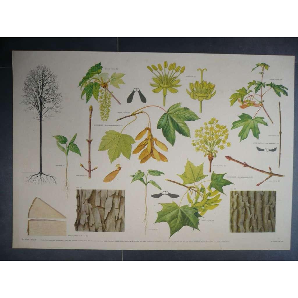 Javor acer, strom - přírodopis - školní plakát, výukový obraz