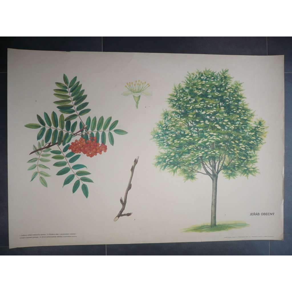Jeřáb obecný, strom - přírodopis - školní plakát, výukový obraz