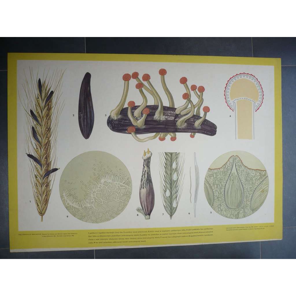 Paličkovice nachová - jedovatá vřeckovýtrusná houba - přírodopis - školní plakát, výukový obraz