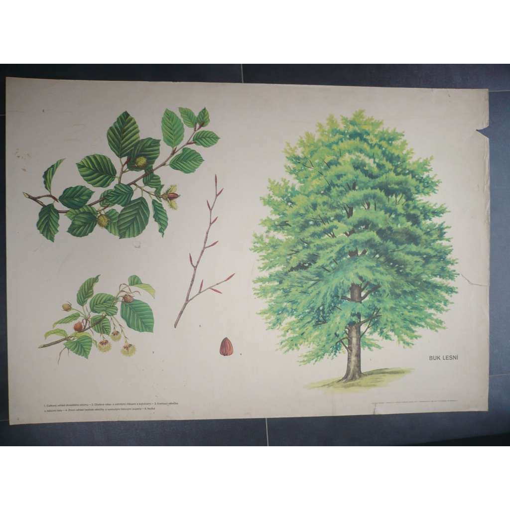 Buk lesní, strom - přírodopis - školní plakát, výukový obraz
