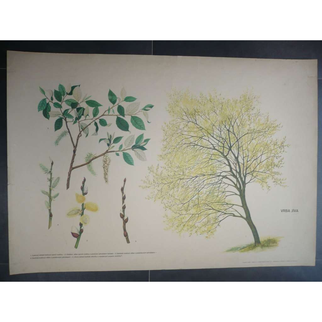 Vrba jíva, strom - přírodopis - školní plakát, výukový obraz