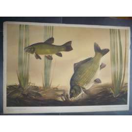 Kapr a lín - ryba, ryby - přírodopis - školní plakát, výukový obraz