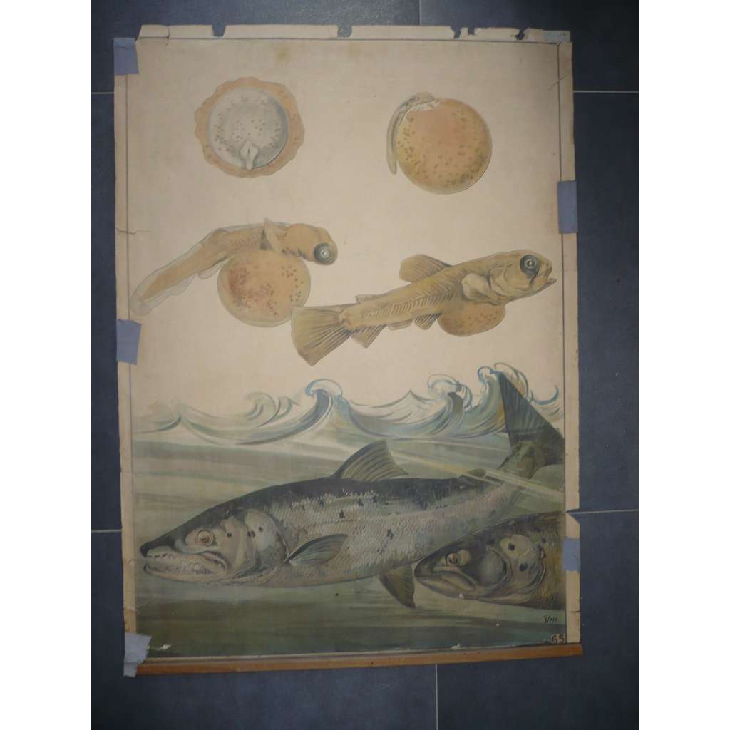 Losos - ryba, ryby - přírodopis - školní plakát, výukový obraz