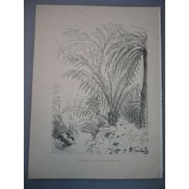 Max Švabinský (1873 - 1962) - Ve skleníku - litografie 1930, grafika, nesignováno