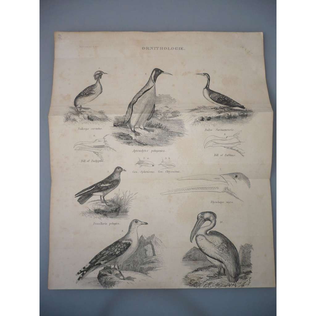 Ornitologie - Ptáci - Potápka - ocelorytina cca 1860, grafika, nesignováno