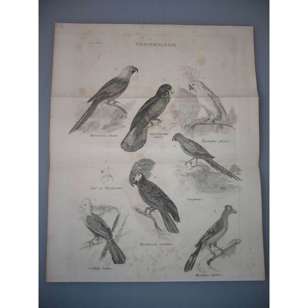 Ornitologie - Ptáci - Papoušci - ocelorytina cca 1860, grafika, nesignováno