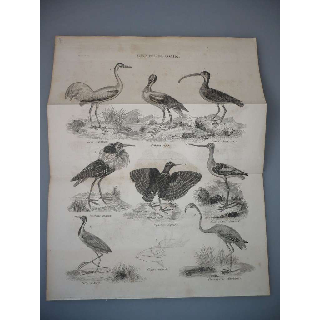 Ornitologie - Ptáci - Plameňák, Volavka - ocelorytina cca 1860, grafika, nesignováno