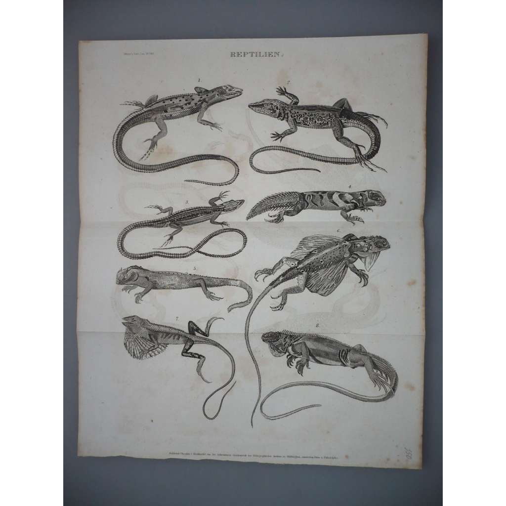 Plazi, plaz - Ještěrka, ještěrky - ocelorytina cca 1860, grafika, nesignováno