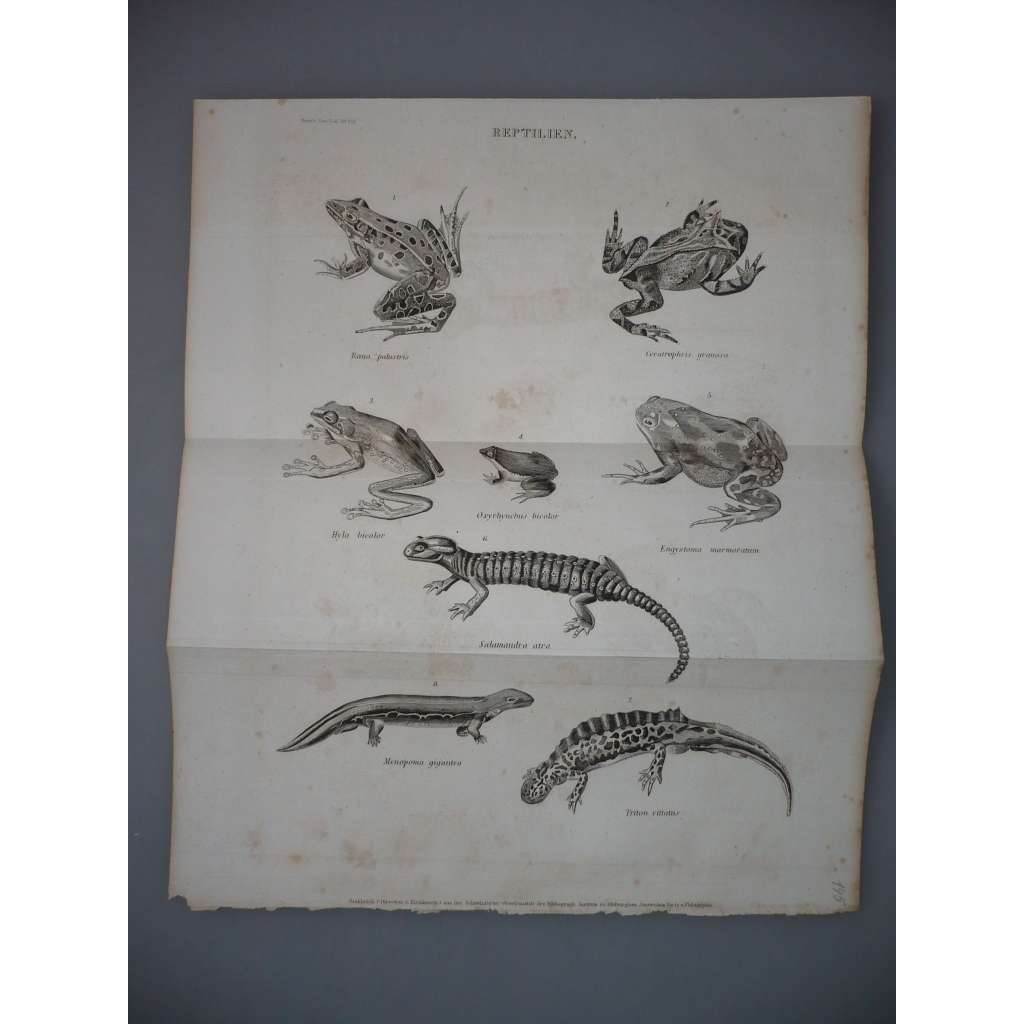 Plazi, obojživelníci - Žába, Salamandra - ocelorytina cca 1860, grafika, nesignováno