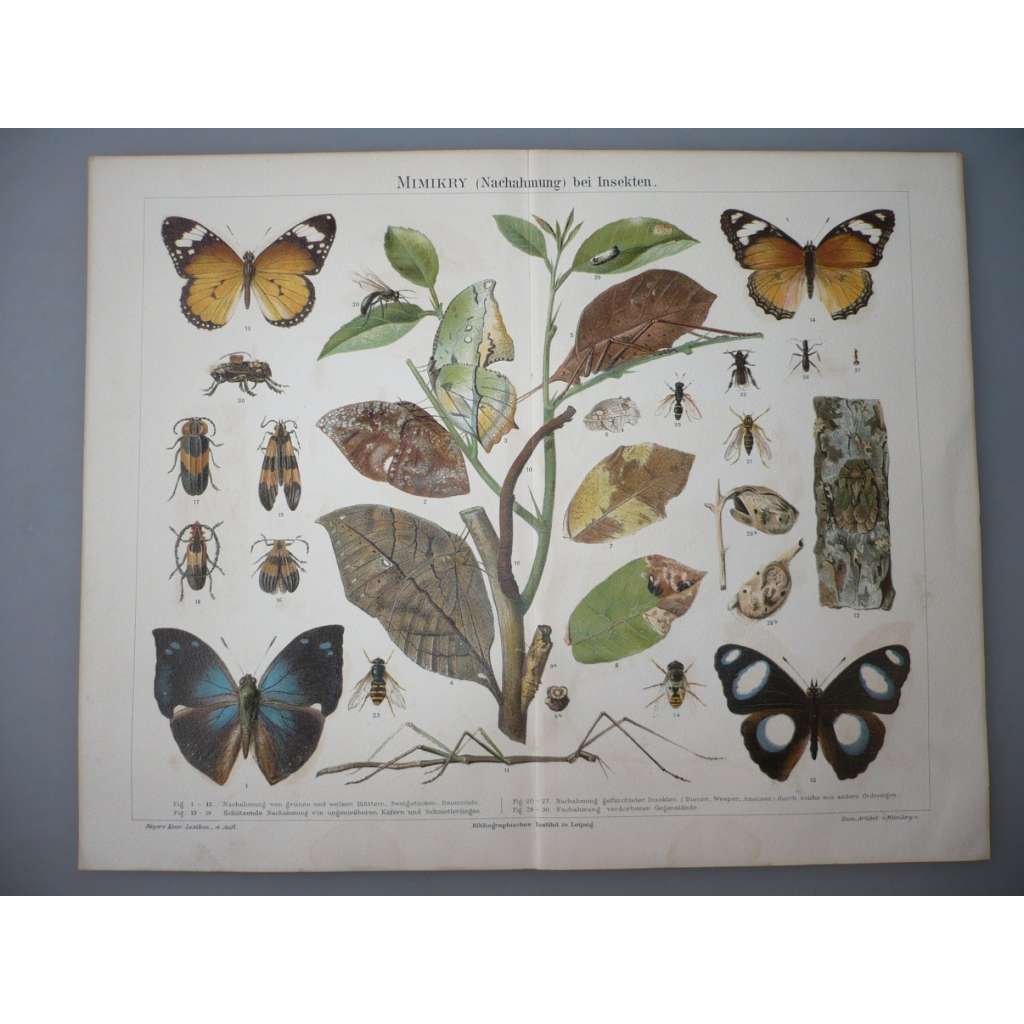Mimikry bei Insekten - motýl, motýli - litografie, grafika, nesignováno